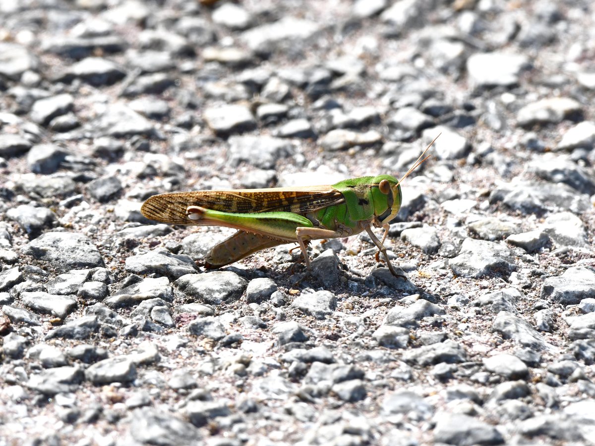 #76:
          Oriental Migratory Locust, Okinawa.
          f/ at mm - Shutter Speed: - ISO:
